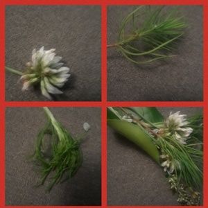 Meet your Posher, Ciara